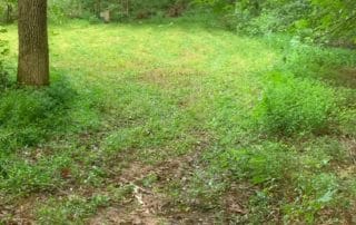 Trimmed and pruned area of land that was recently bush hogged.