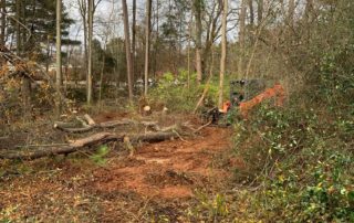 Clearing and removal process of trees.